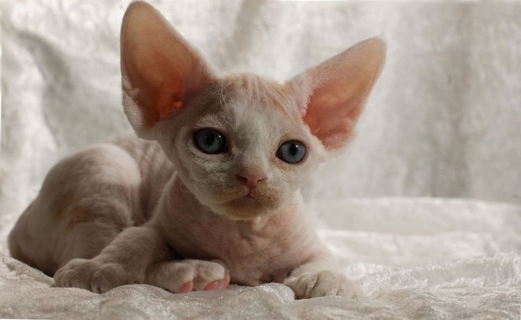 Gatito devon rex