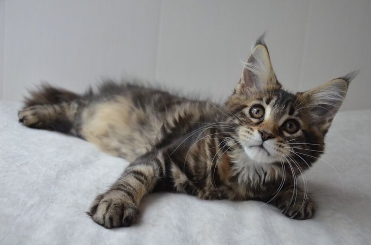 Gatito maine coon