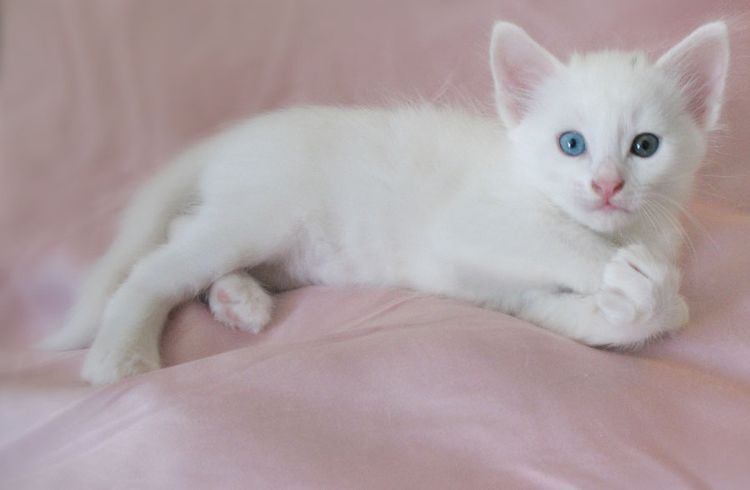 Angora Turco