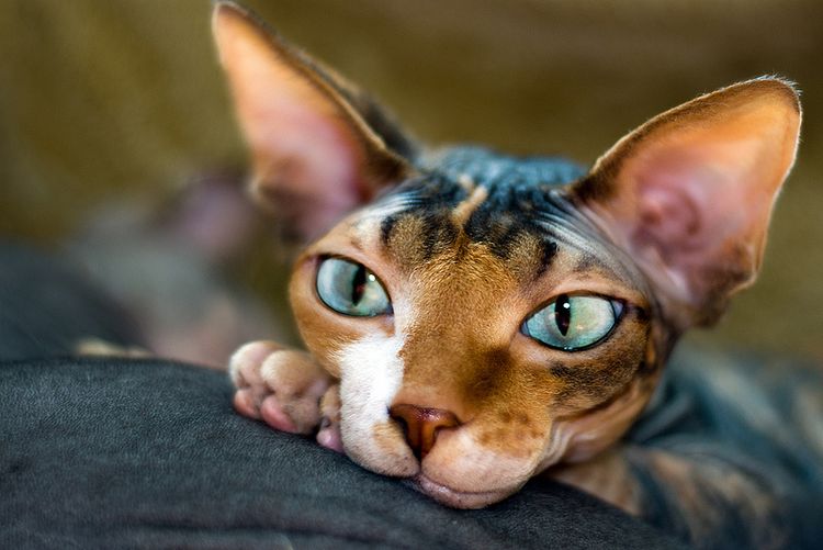 Sphynx canadienses