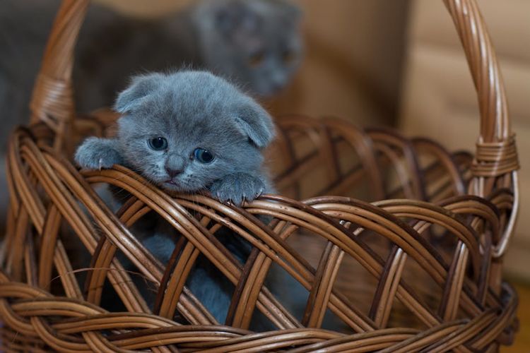 Gatito triste en una cesta