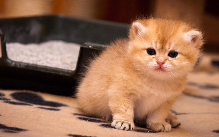 Gatito naranja junto a la bandeja con arena