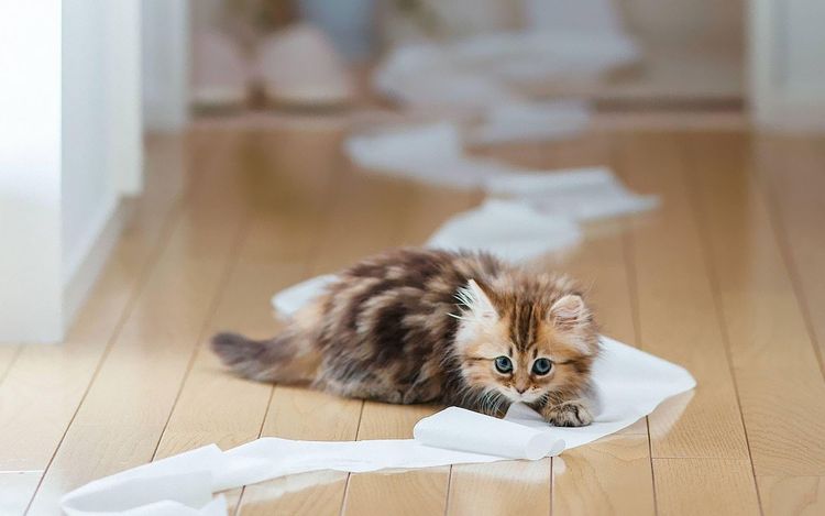 El gatito desenrolló el papel higiénico