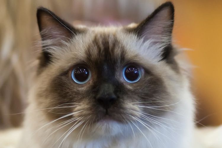 Ragdoll