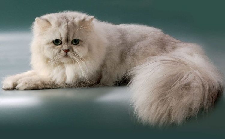Gato persa