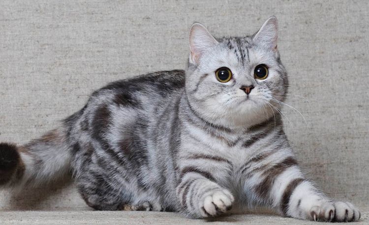 Gato escocés de orejas caídas (Scottish Fold
