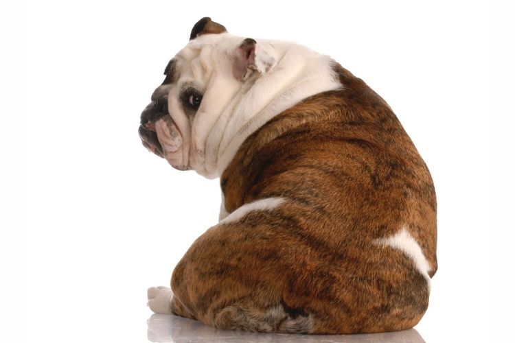 Übergewichtiger Hund