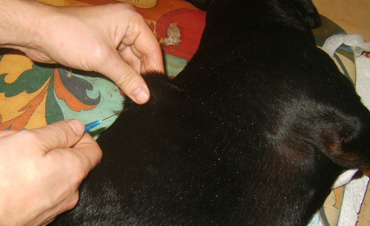 Subkutane Injektion beim Hund