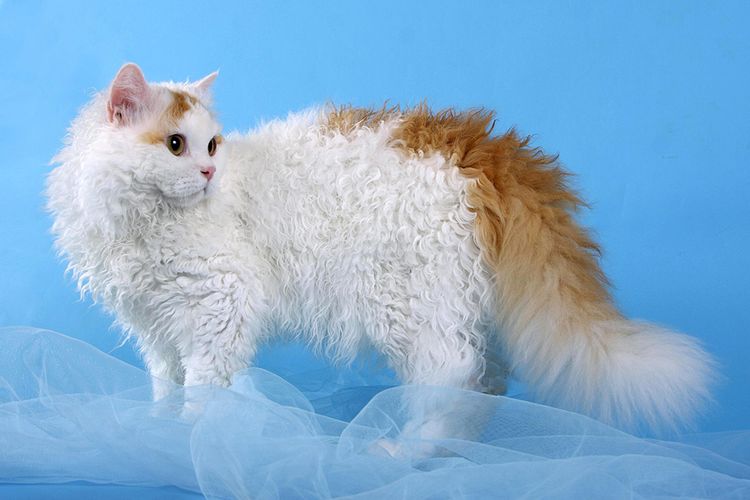 Selkirk Rex