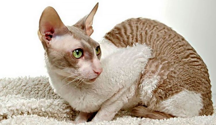 Cornish Rex