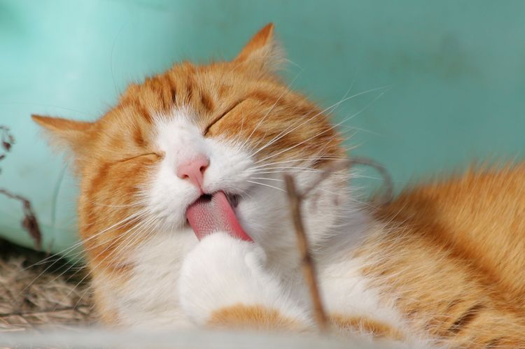 Gato pelirrojo se lame la pata