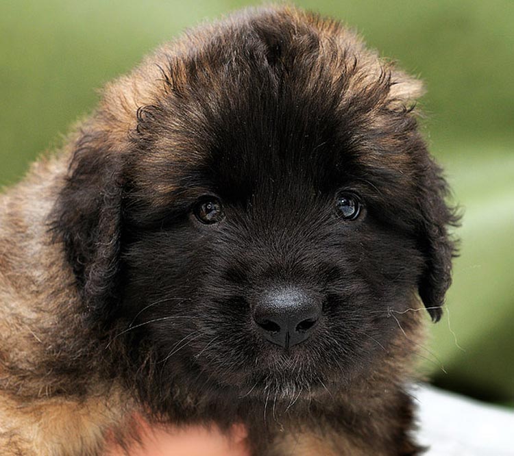 Cachorro de raza Leonberger