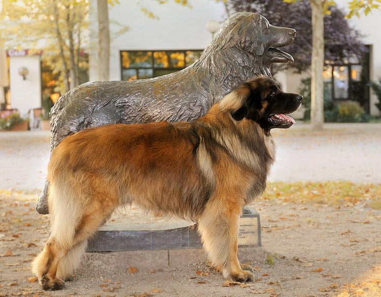 perro de raza leonberger