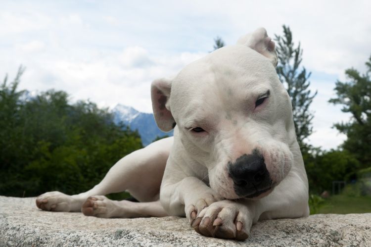 El perro descansa