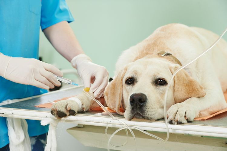 Perro en quimioterapia