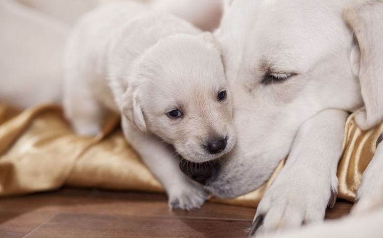 Perra con cachorro