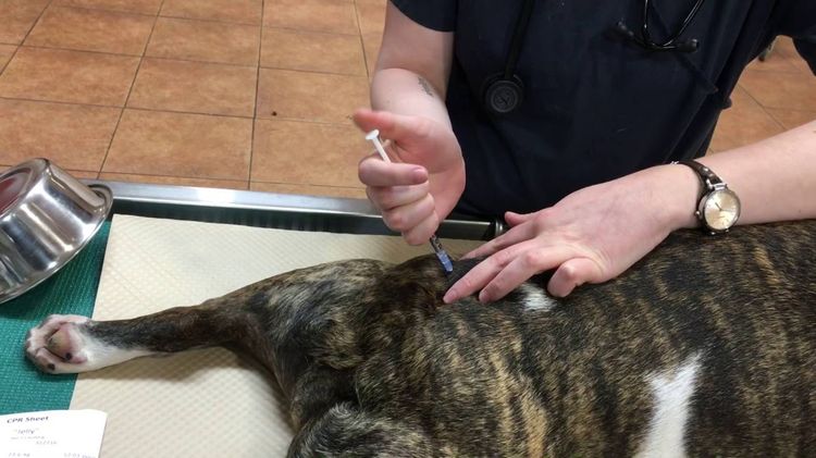 Inyección a un perro en el muslo