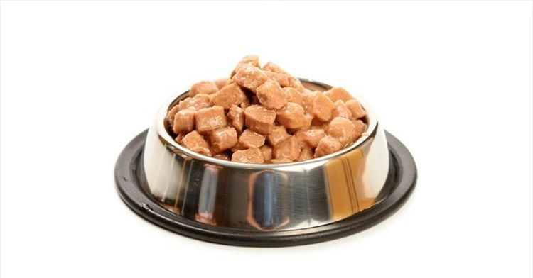 Nassfutter für Katzen
