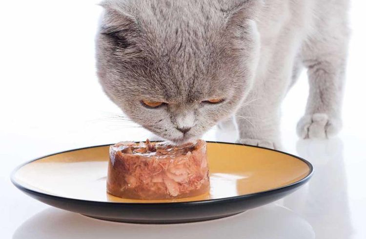 Nassfutter für Katzen
