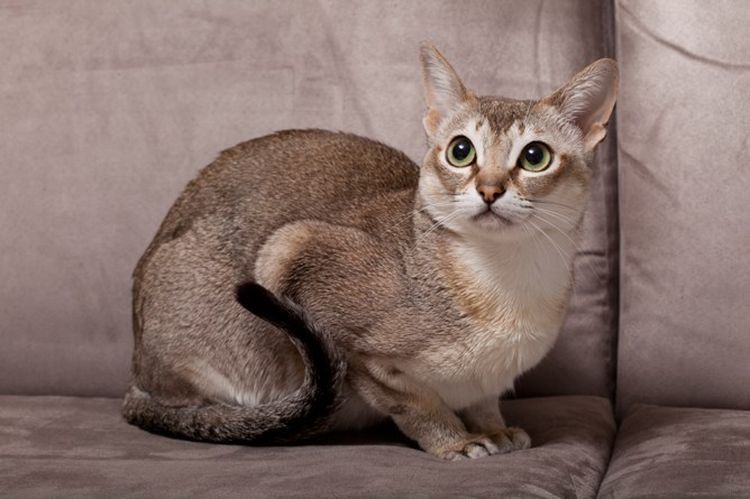 Singapur-Katze