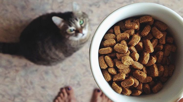 Die Katze wartet auf Futter