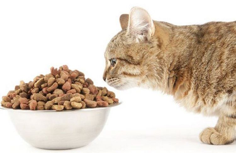 Katze frisst Trockenfutter