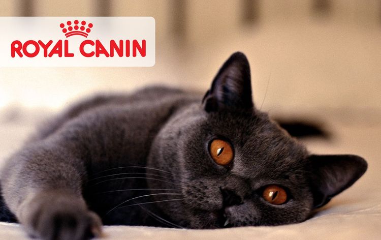 Katze und Futter Royal Canin