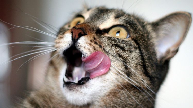 Der Kater leckt sich