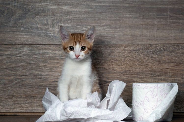 Katze und Toilettenpapierrolle