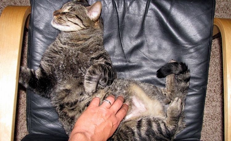 Masaje al gato