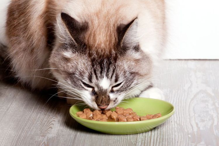 La gata come