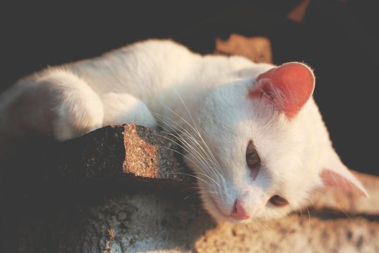 Gato blanco