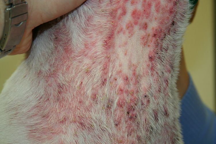 Demodicosis en gatos