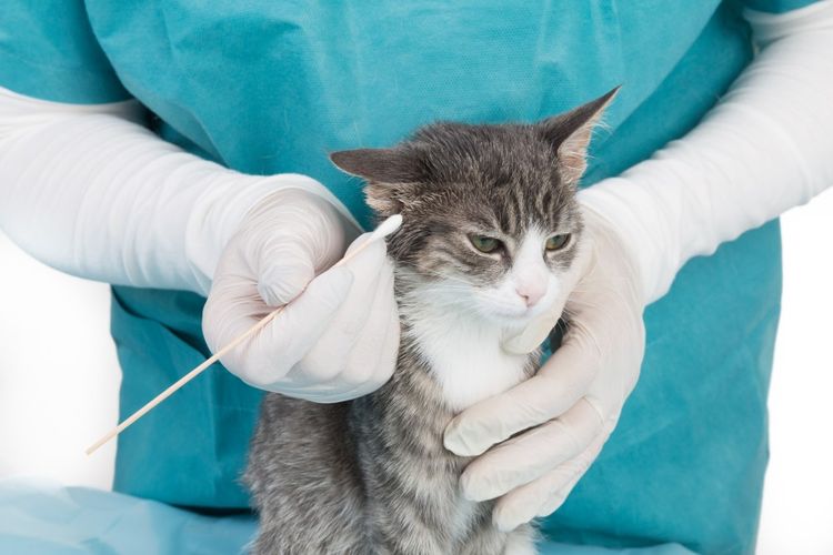Cómo limpiar las orejas a un gato
