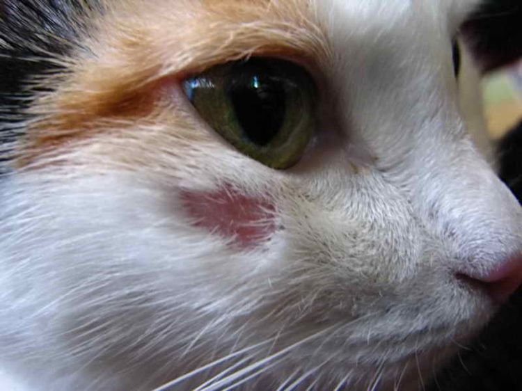 Liquen en el gato