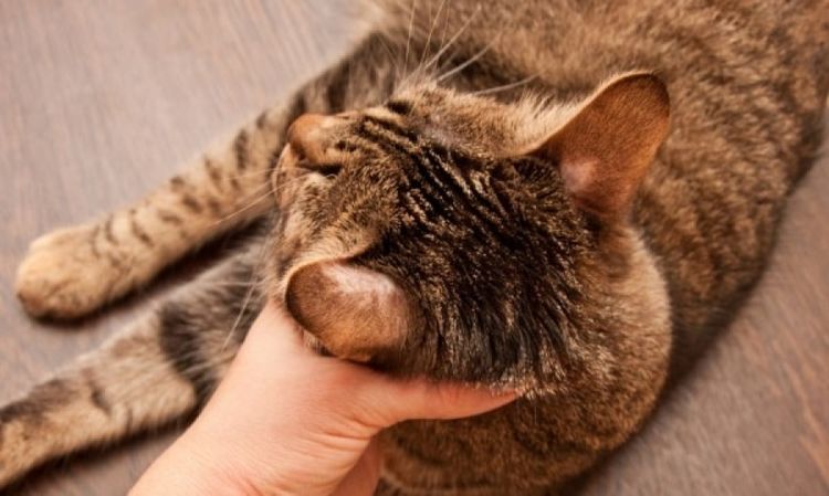 Tiña en gatos