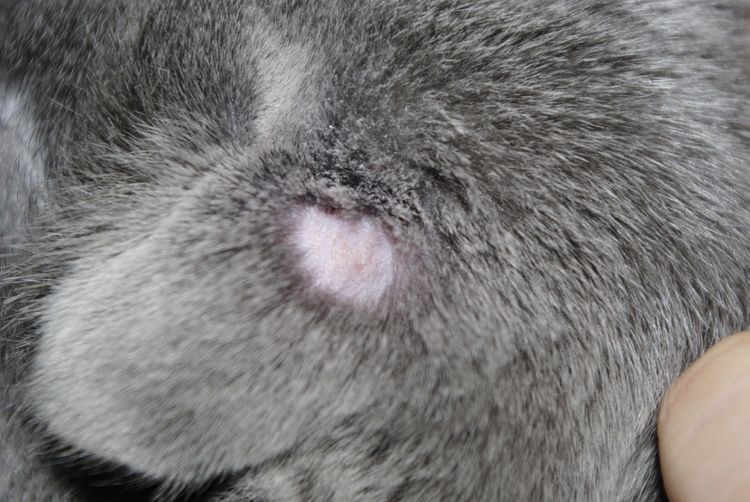 Ungüento para el liquen en gatos