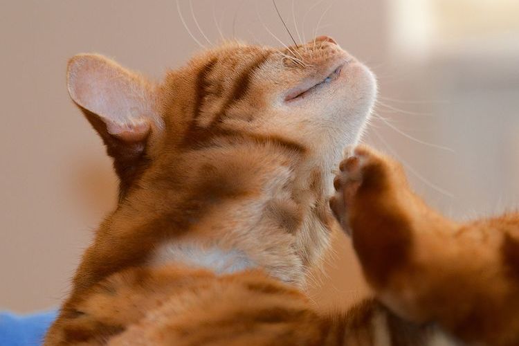 Die Katze kratzt sich