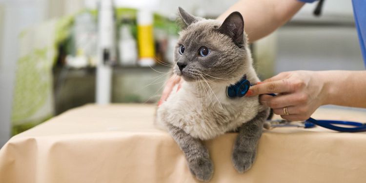 Gato