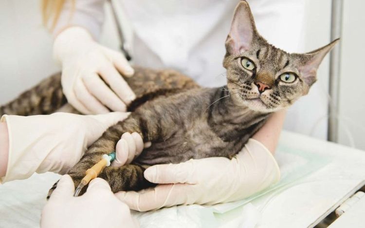 Gato en el veterinario