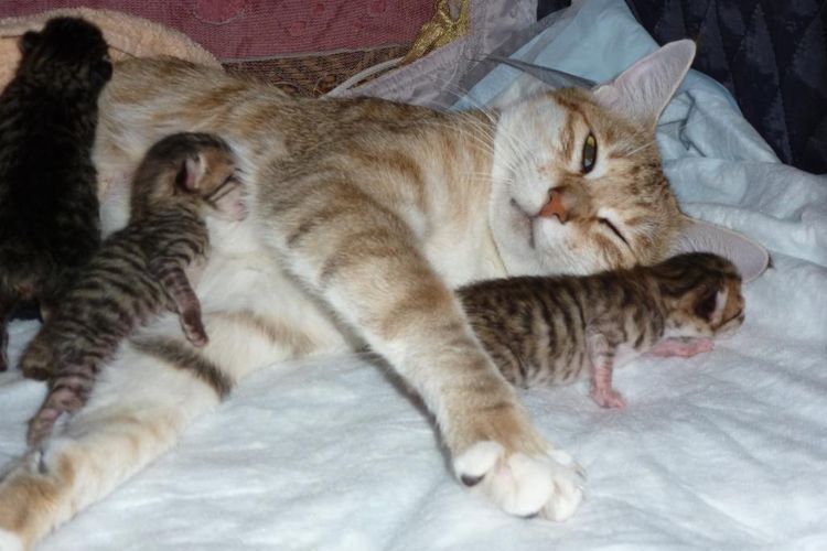 Gata con gatitos recién nacidos
