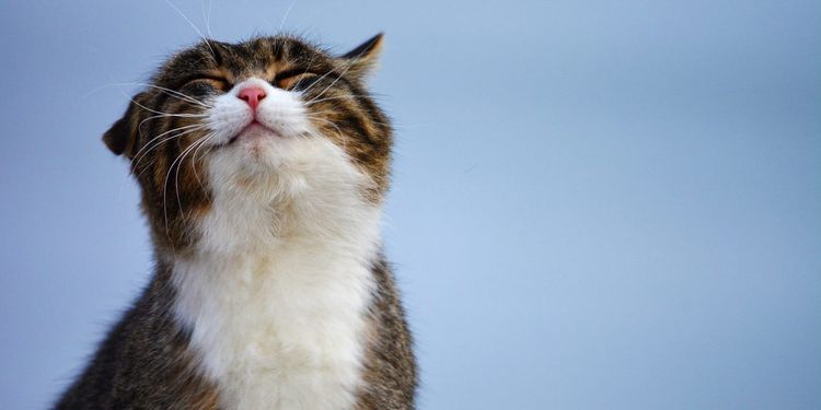 Gato contento