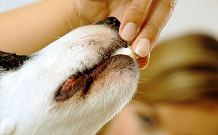 Un perro come un comprimido