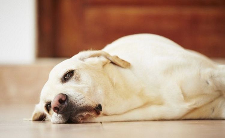 Apatía en el perro