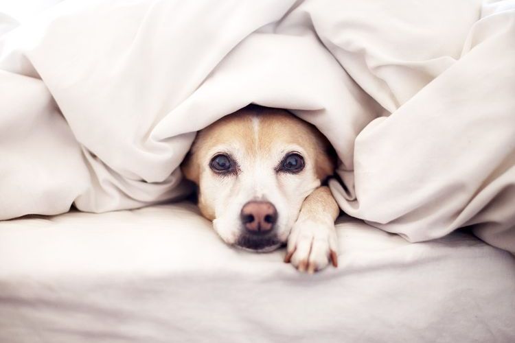 Perro bajo una manta