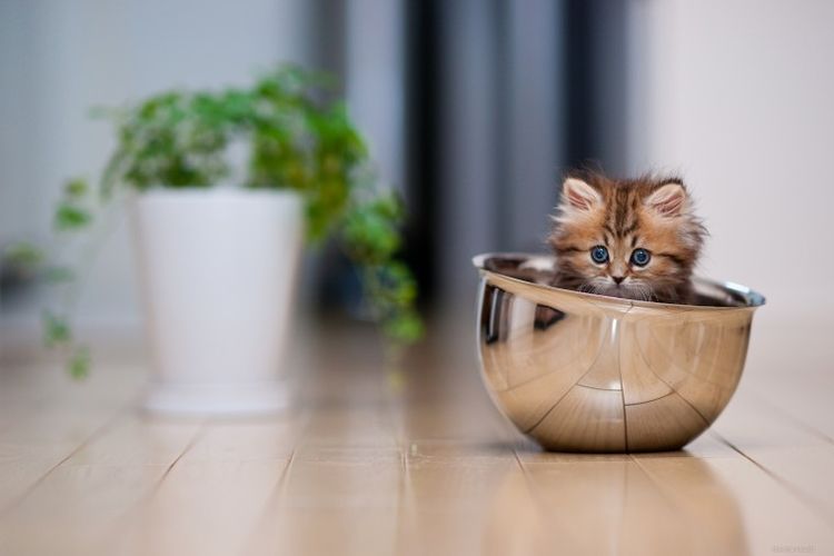 Gatito en el cuenco