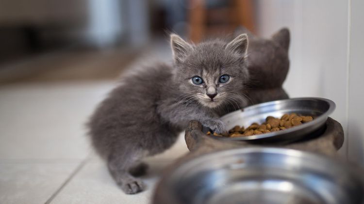 El gatito come el alimento