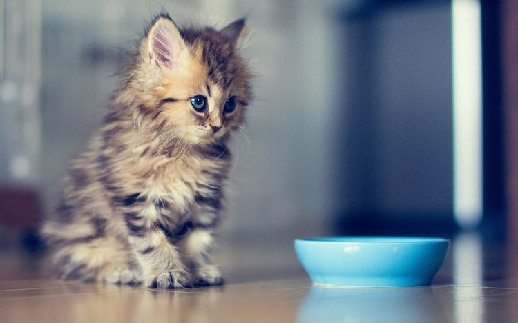 Gatito junto al cuenco