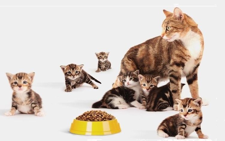 Gata con gatitos