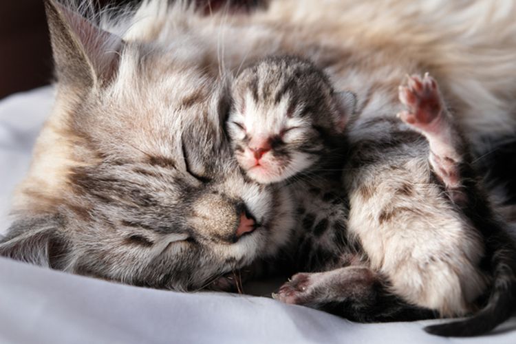 Gata y su gatito recién nacido